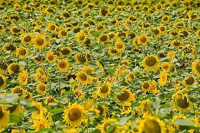 微型种田模拟器《丰饶之岛》新预告 4月15日登陆Steam